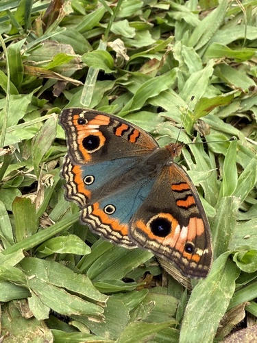 South American Tropical Buckeye