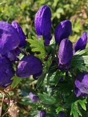 Aconitum firmum