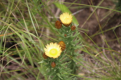 Image of Helichrysum herbaceum by no rights reserved