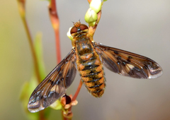 Poecilanthrax arethusa