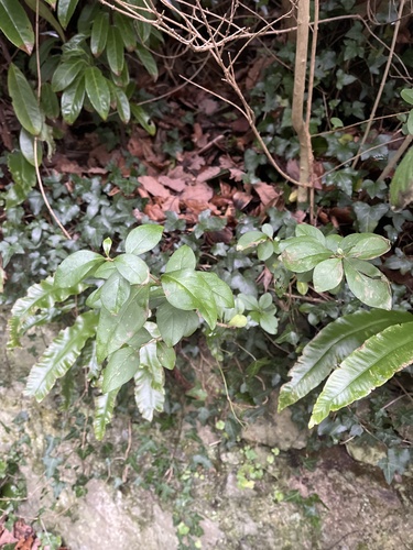 Foto de Ligustro