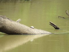 Graptemys sabinensis