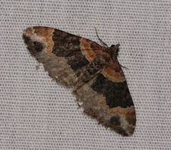 Xanthorhoe ferrugata