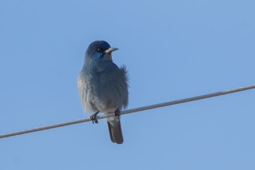 Pinyon Jay