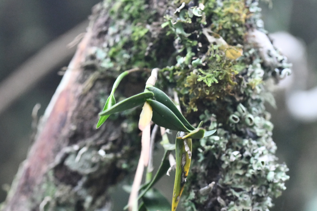 Epidendrum caroli Schltr.