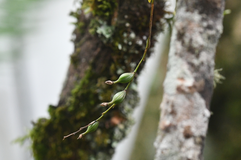 Epidendrum caroli Schltr. 2
