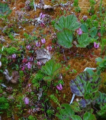 Vaccinium microcarpum