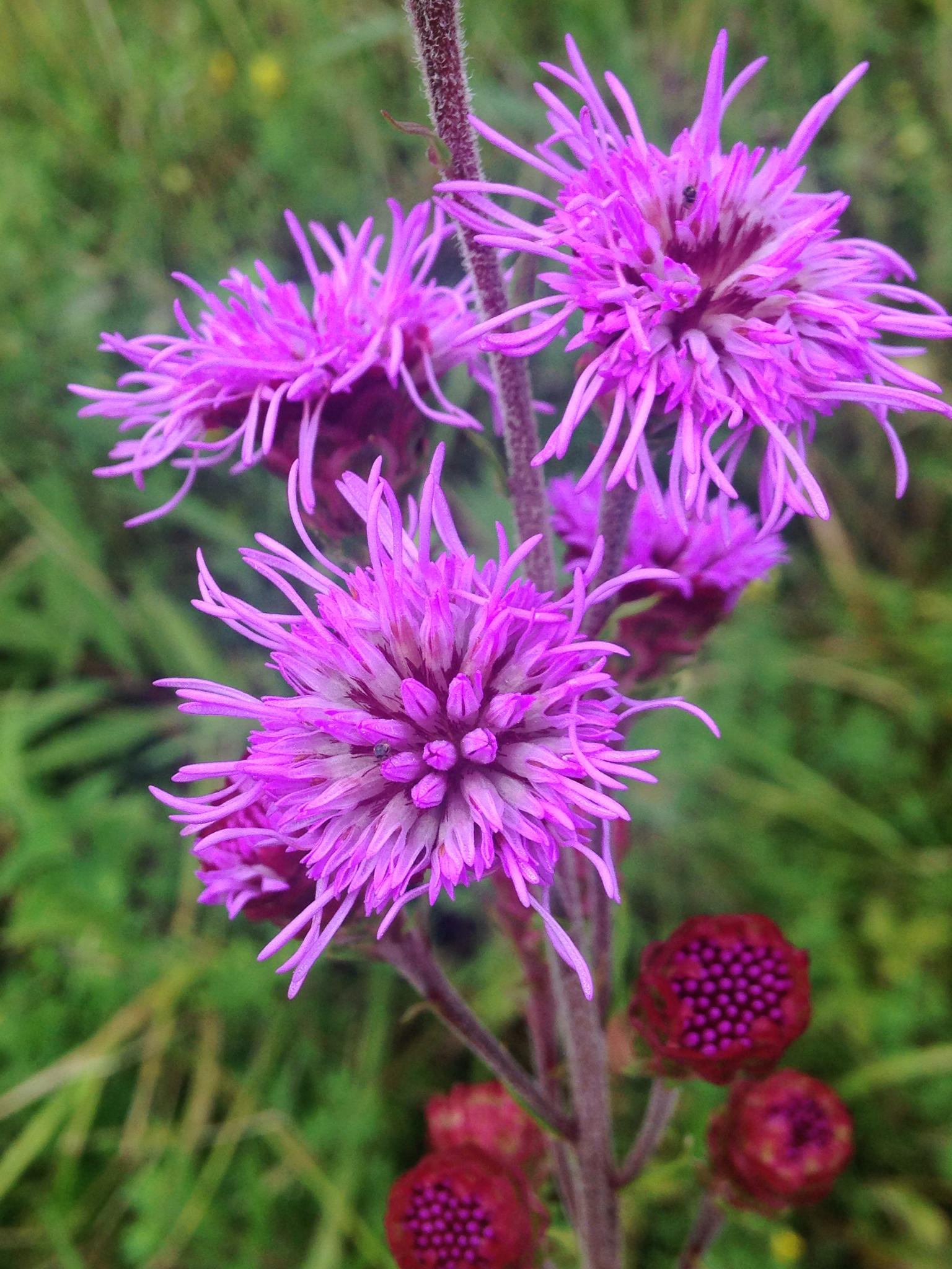 Liatris ligulistylis