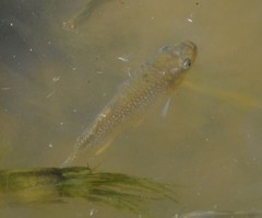 Fundulus grandis