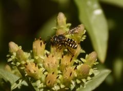 Dianthidium