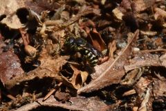 Dianthidium