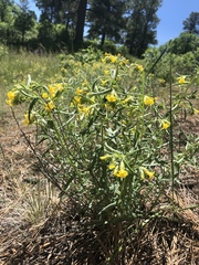 Lithospermum multiflorum