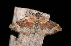 Xanthorhoe ferrugata