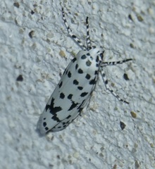 Ethmia notatella