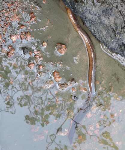 Bengal eel (Ophisternon bengalense) — Synbranchidae