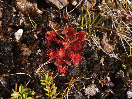 rosička okrúhlolistá (Drosera rotundifolia)