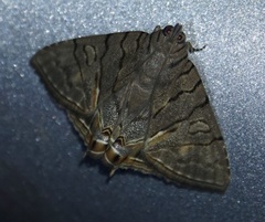 Eulepidotis merricki