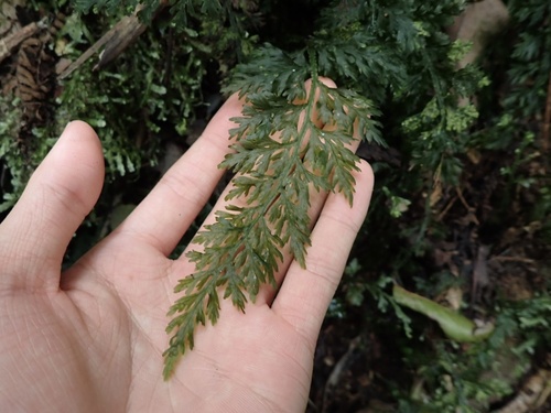 Vandenboschia × quelpaertensis iNat (1)