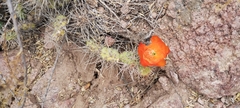 Airampoa corrugata