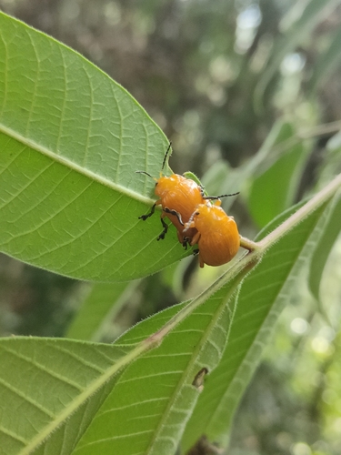 Podontia lutea