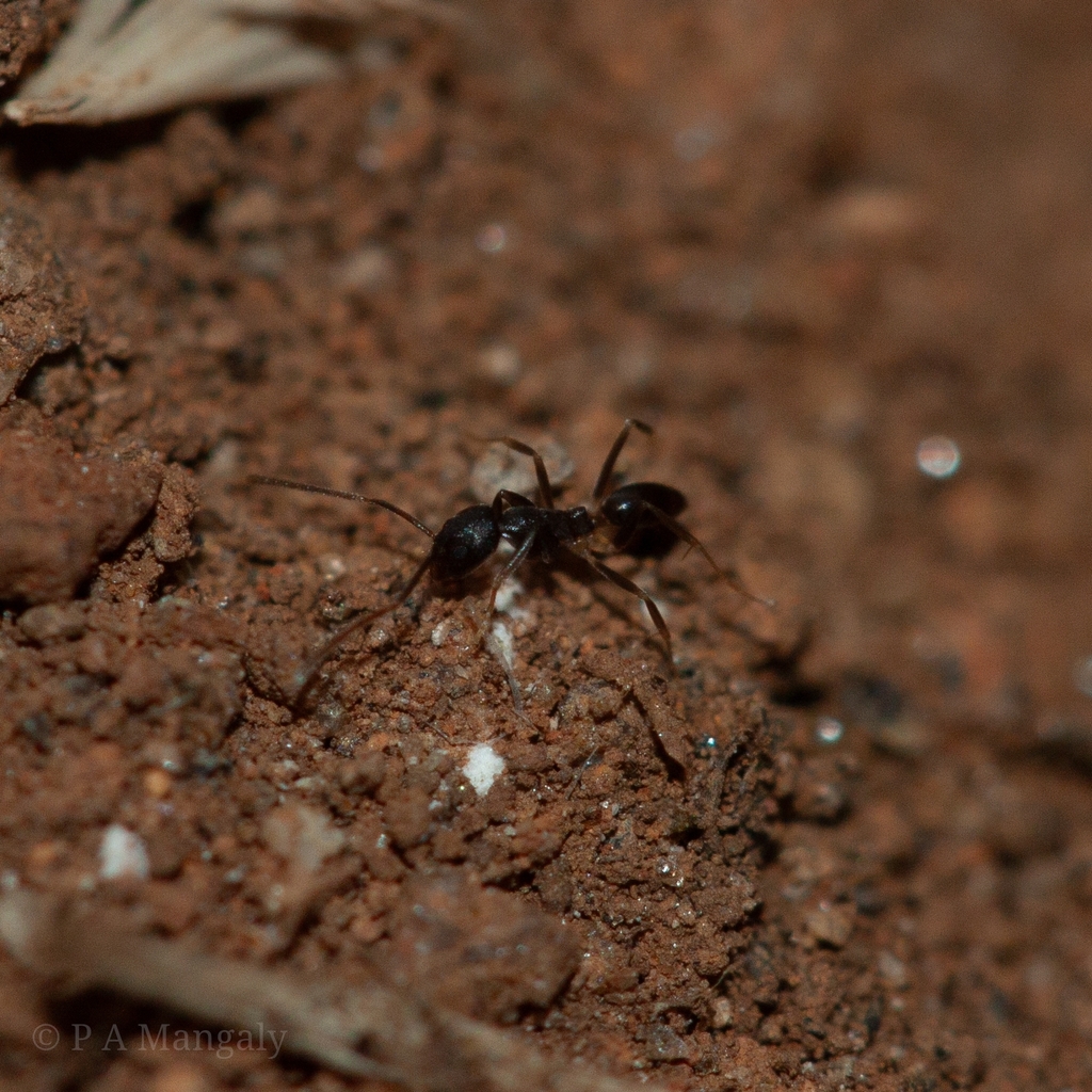 Tapinoma lugubre