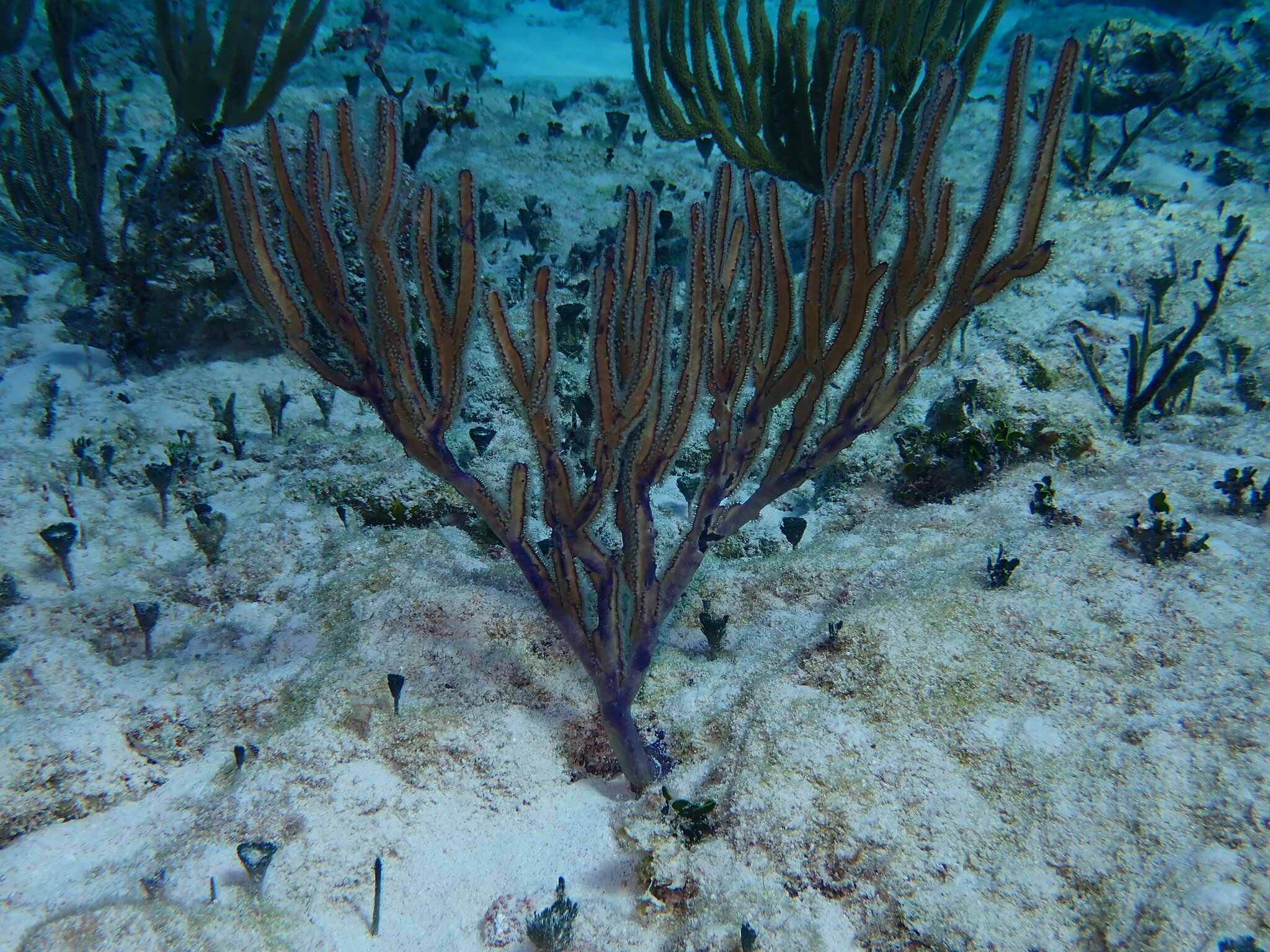 Pterogorgia anceps (Pallas, 1766)