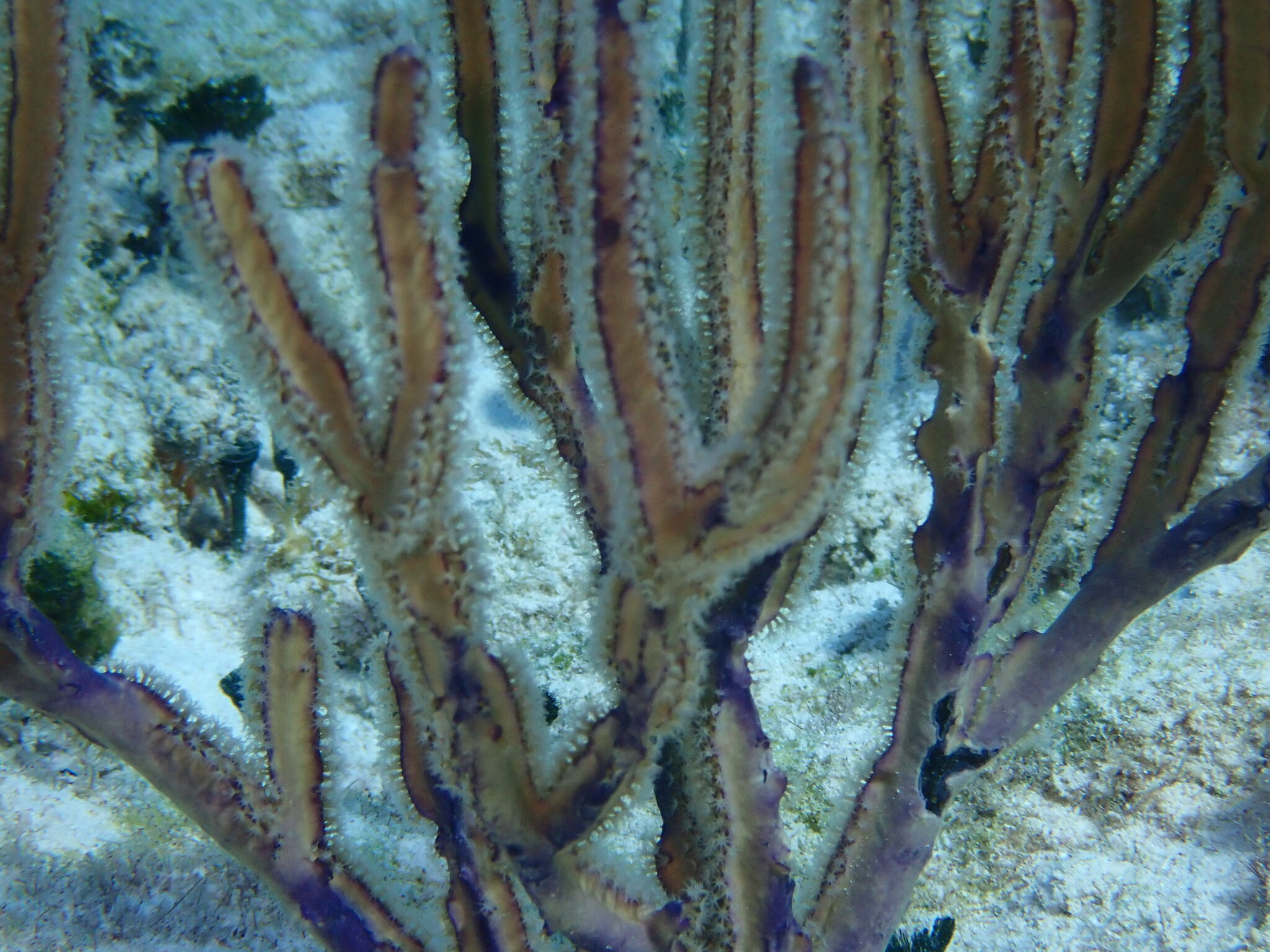 Pterogorgia anceps (Pallas, 1766)