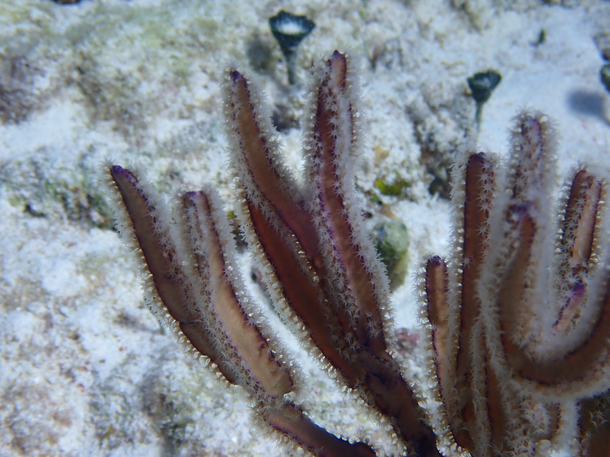 Pterogorgia anceps (Pallas, 1766)