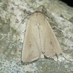 Leucania inconspicua