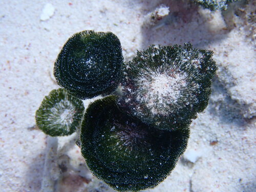 Penicillus pyriformis observed 2024-12-31