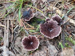 Thelephora caryophyllea