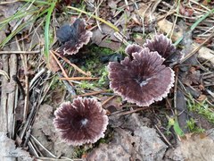 Thelephora caryophyllea