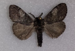 Dasychira vagans
