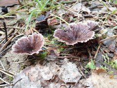 Thelephora caryophyllea