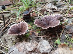 Thelephora caryophyllea