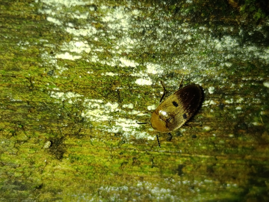 Eustrophopsis biguttata