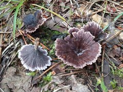 Thelephora caryophyllea