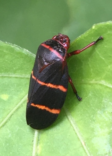 Two-lined Spittlebug