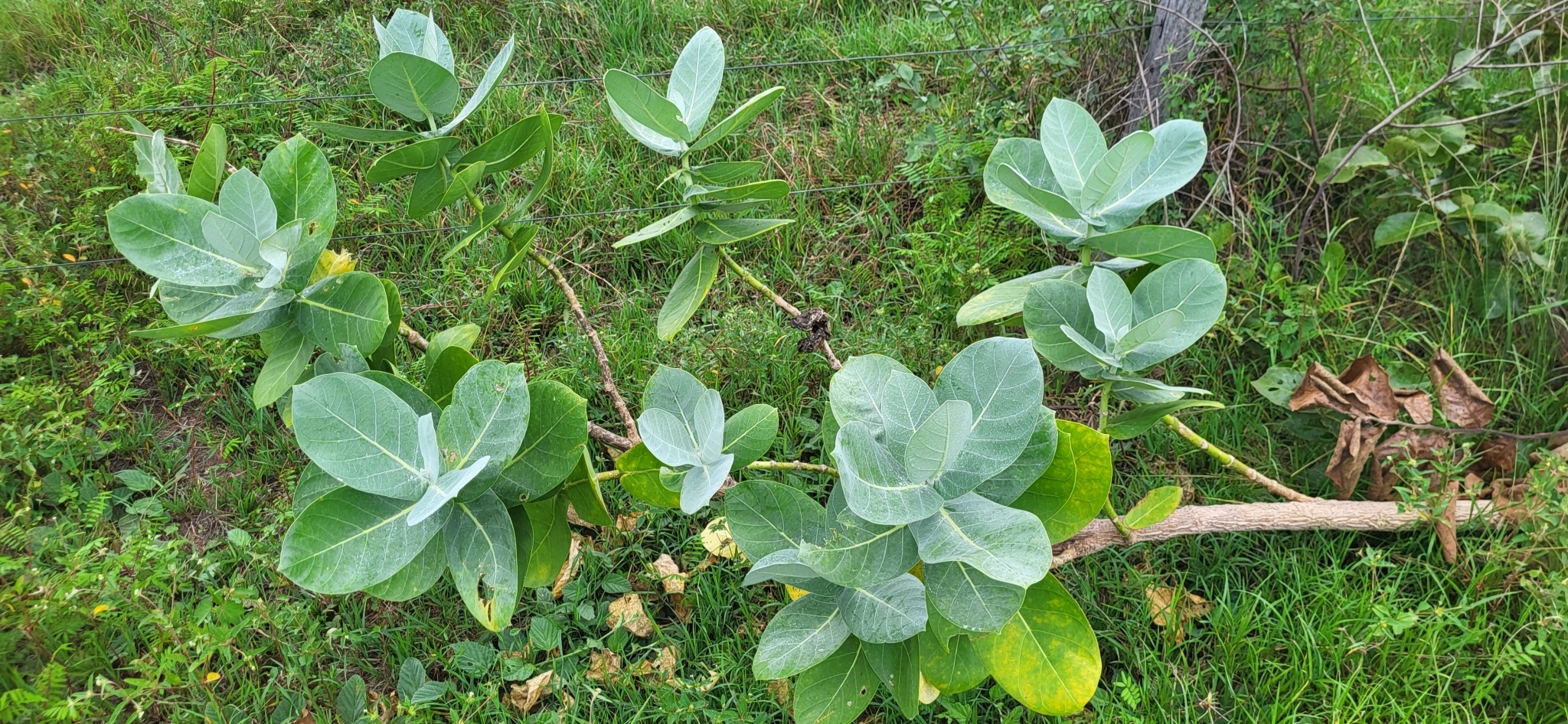 Imagem de Flor-de-seda
