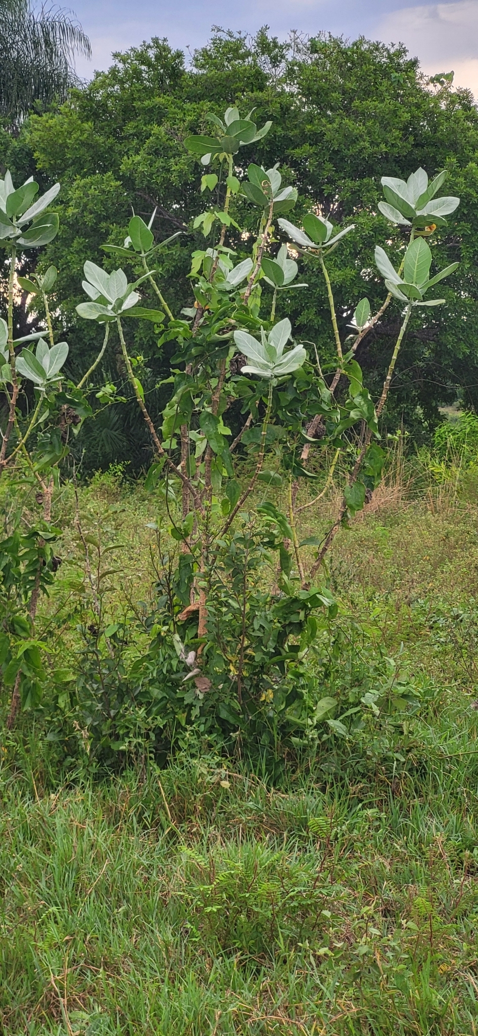 Imagem de Flor-de-seda