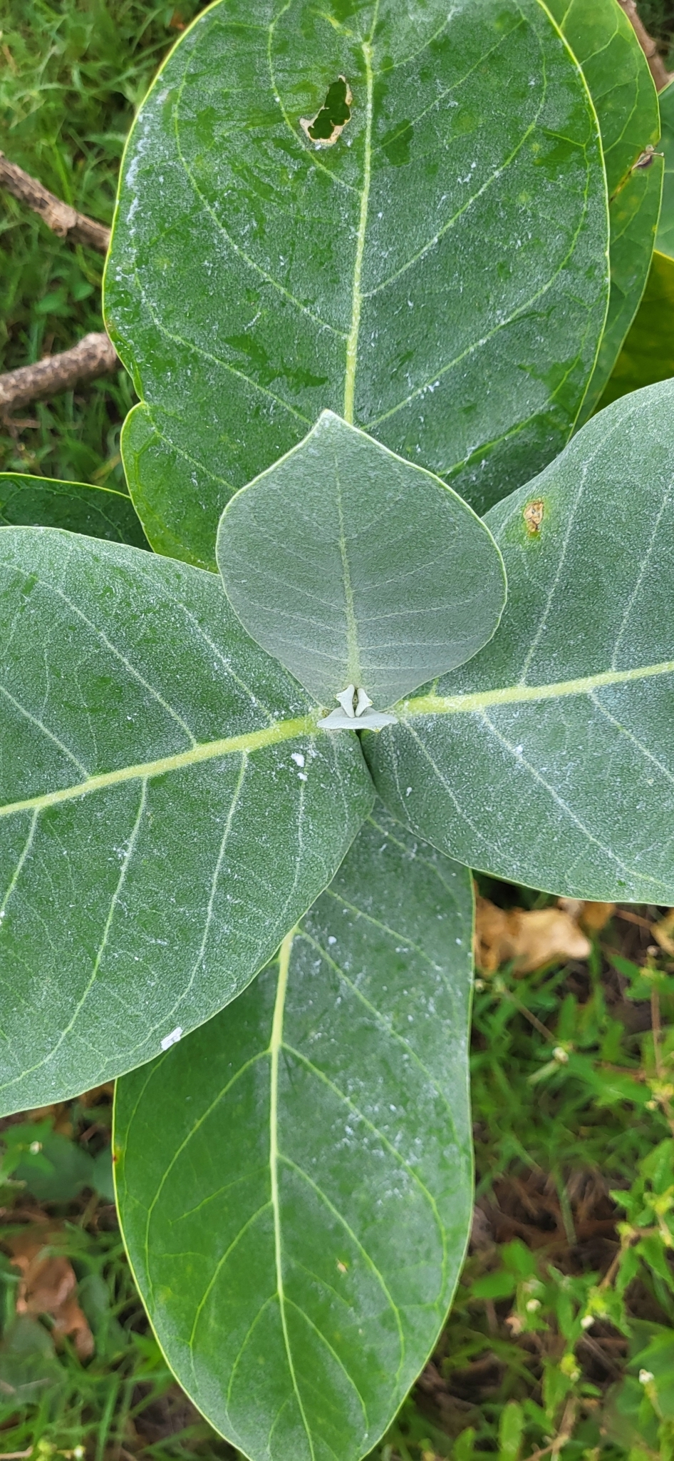 Imagem de Flor-de-seda