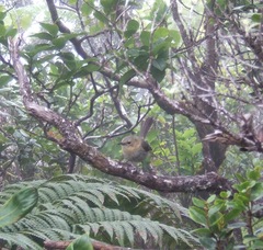 Chasiempis sclateri