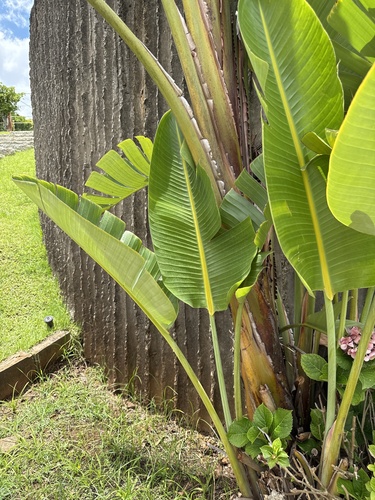 Foto de Ave-do-paraíso-branca