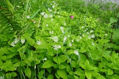 Stellaria nemorum nemorum