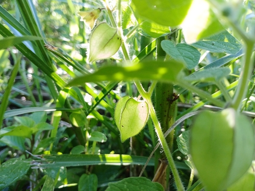 Foto de Camapu