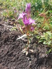 Gentianella amarella