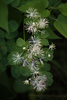 Tall Meadow-Rue - Photo (c) s shepherd, some rights reserved (CC BY), uploaded by s shepherd