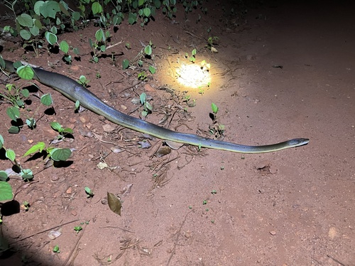 Water Python sighting