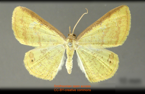 Opisthoxia dora