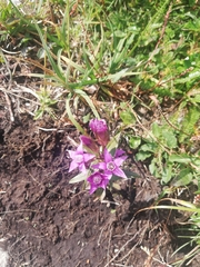 Gentianella amarella